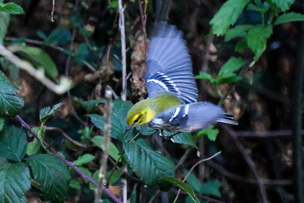 Black-throated Green Warbler - ML625413981