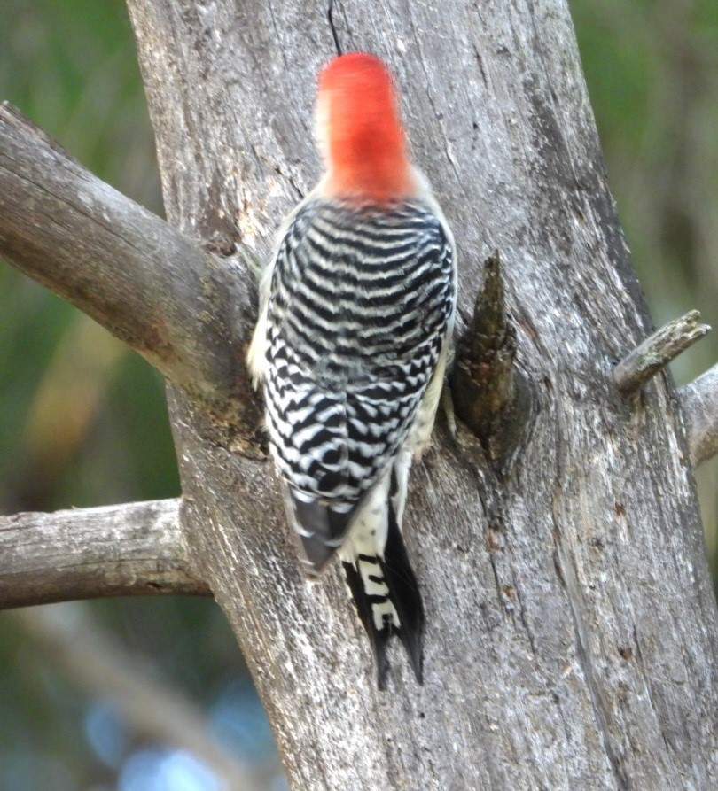 Red-bellied Woodpecker - ML625414083