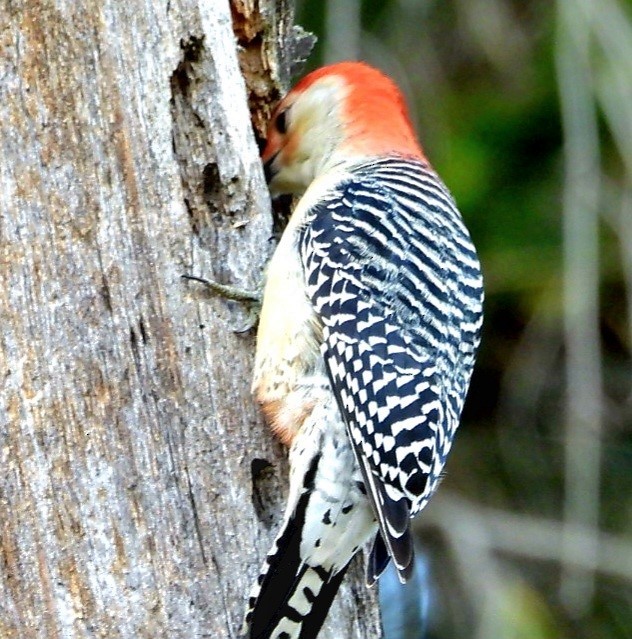 Red-bellied Woodpecker - ML625414089