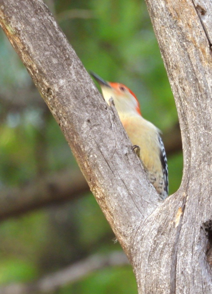 Red-bellied Woodpecker - ML625414094