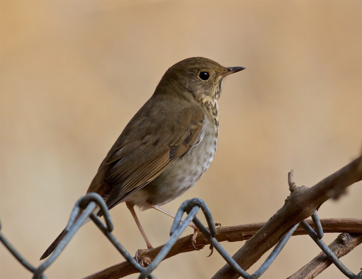 Hermit Thrush - ML625414261