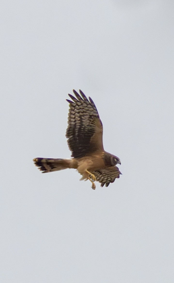 Northern Harrier - ML625414263