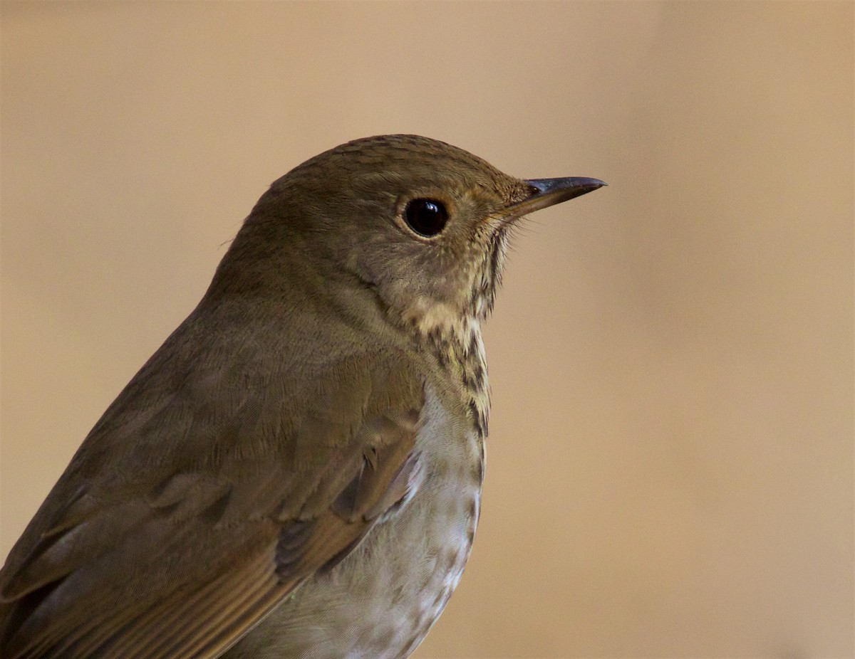 Hermit Thrush - ML625414268