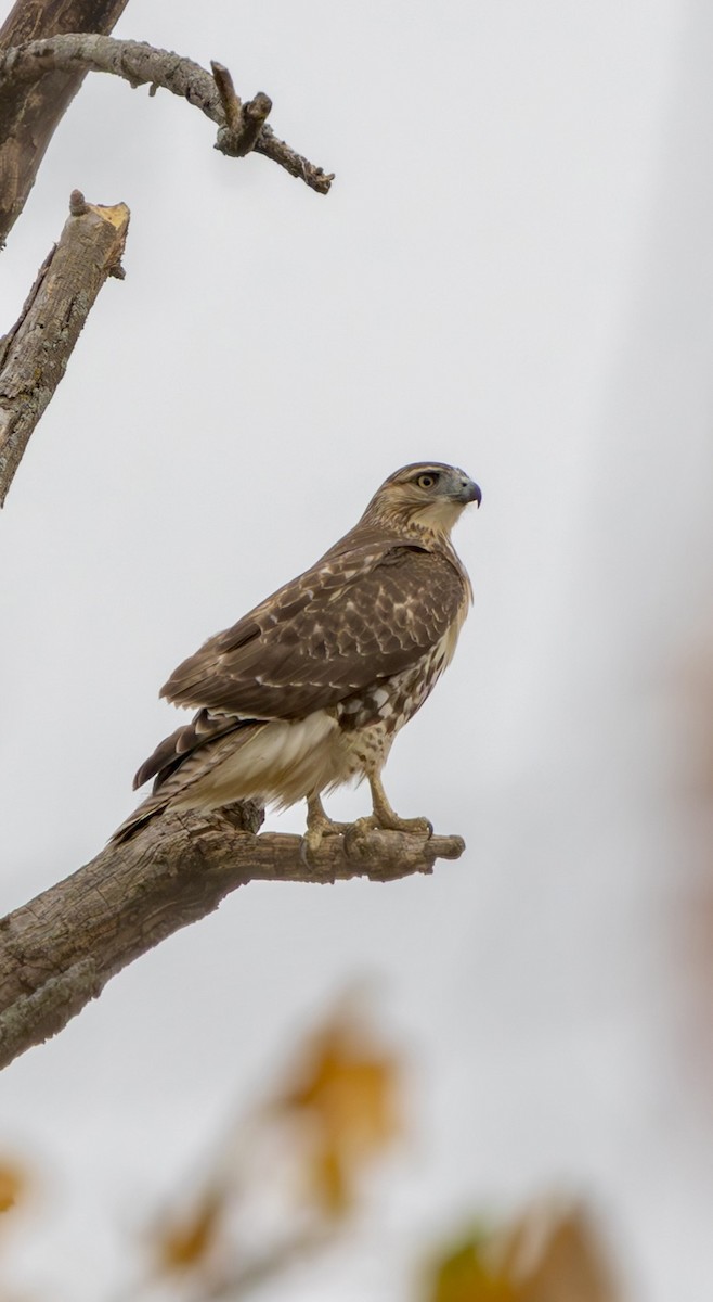 Red-tailed Hawk - ML625414269