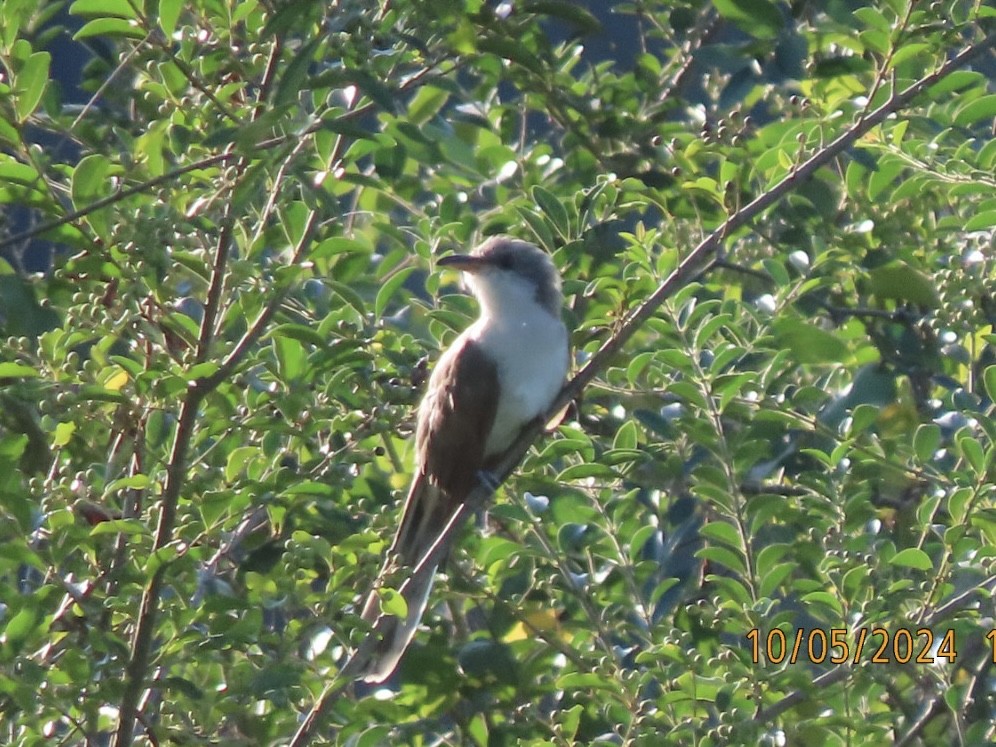 Yellow-billed Cuckoo - ML625414326