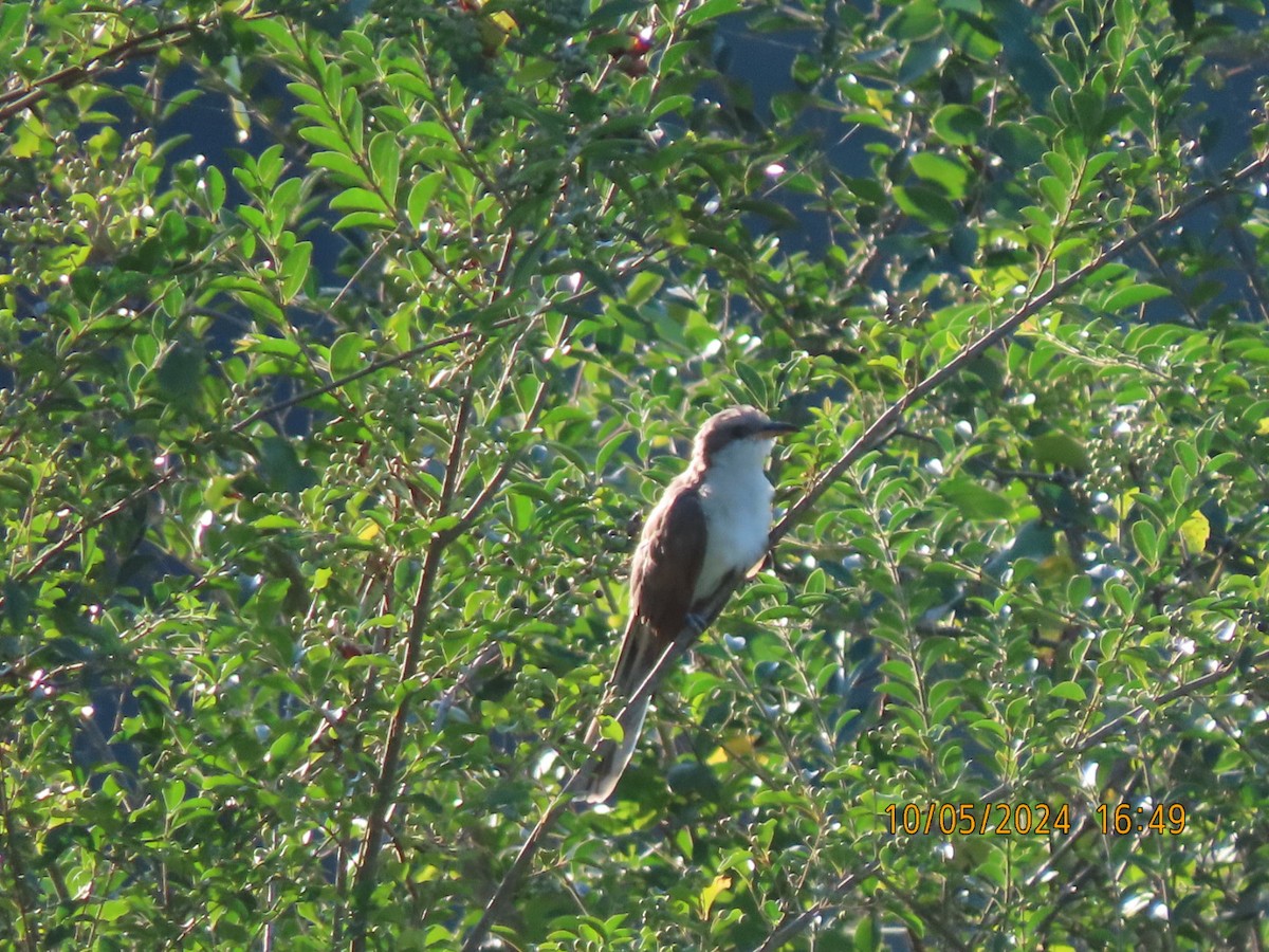 Yellow-billed Cuckoo - ML625414327