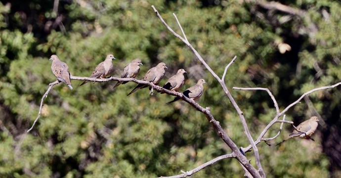 Mourning Dove - ML625414332