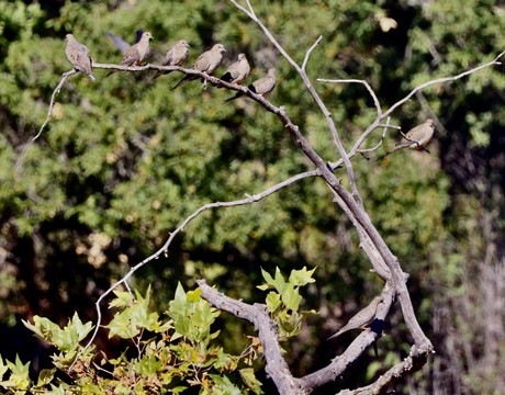 Mourning Dove - ML625414333