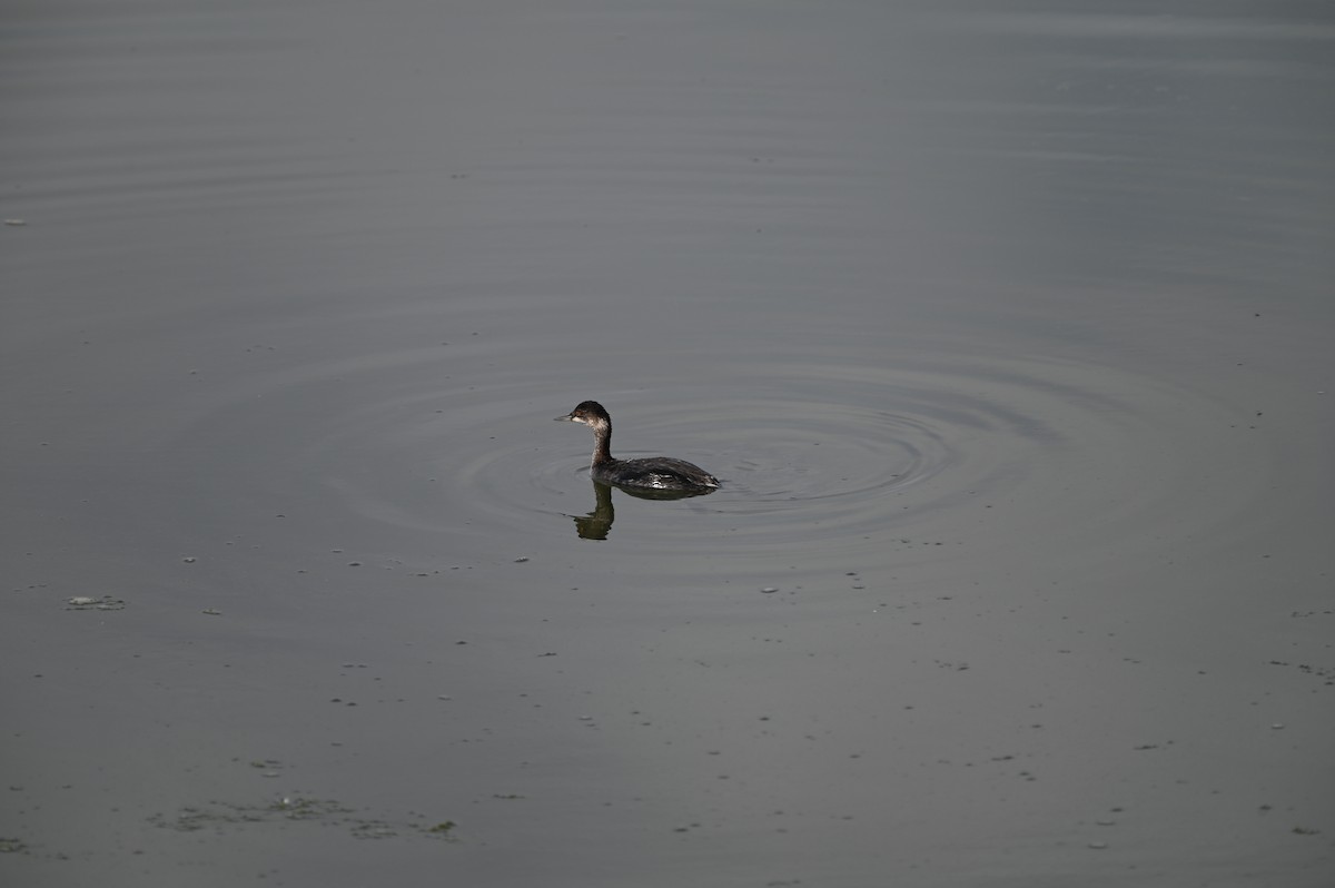 Eared Grebe - Victor Grivegnée-Dumoulin