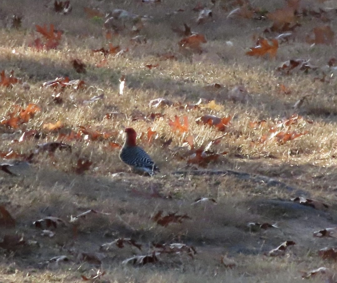 Red-bellied Woodpecker - ML625414458