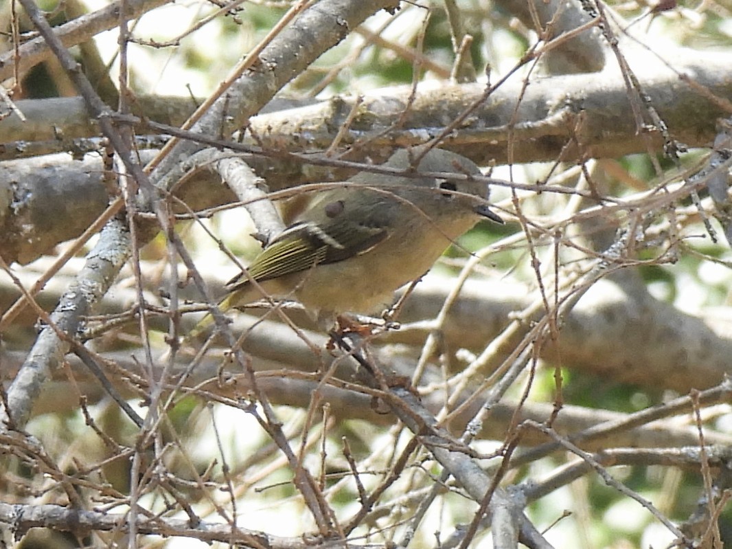 Ruby-crowned Kinglet - ML625414475