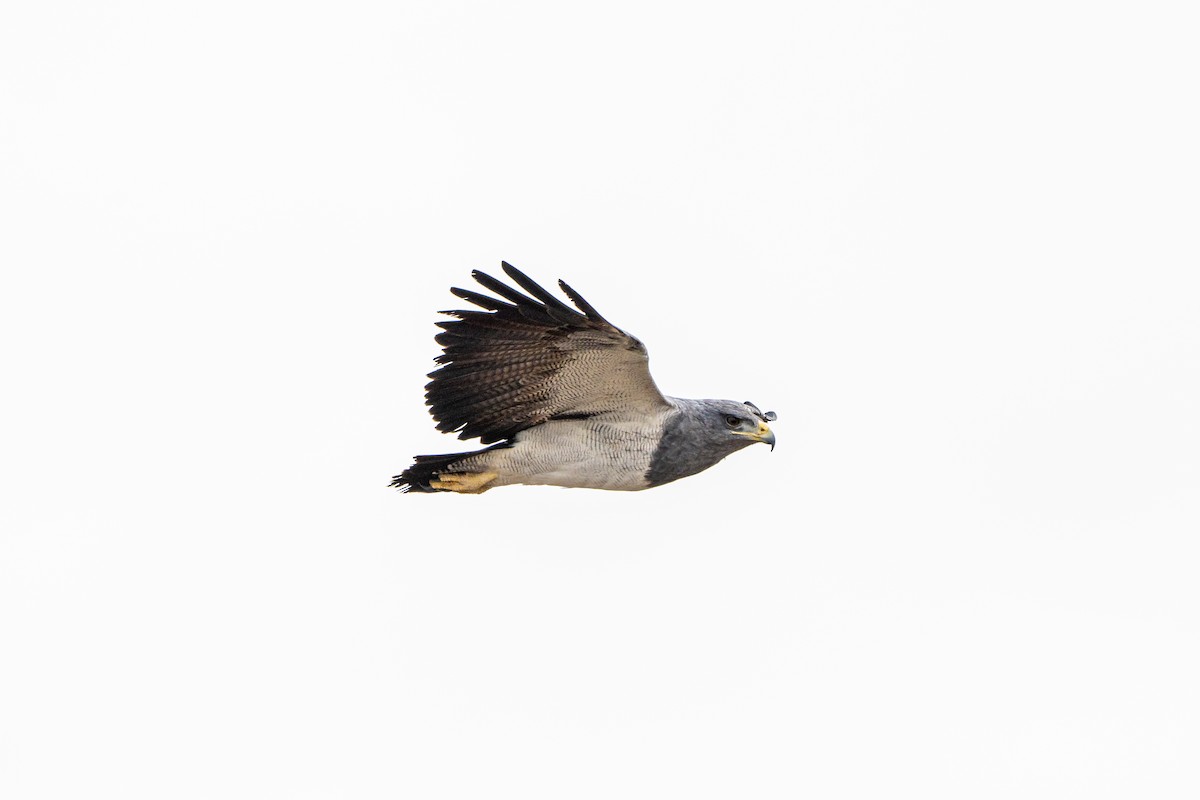 Black-chested Buzzard-Eagle - ML625414488