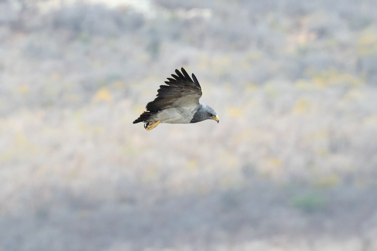 Black-chested Buzzard-Eagle - ML625414489