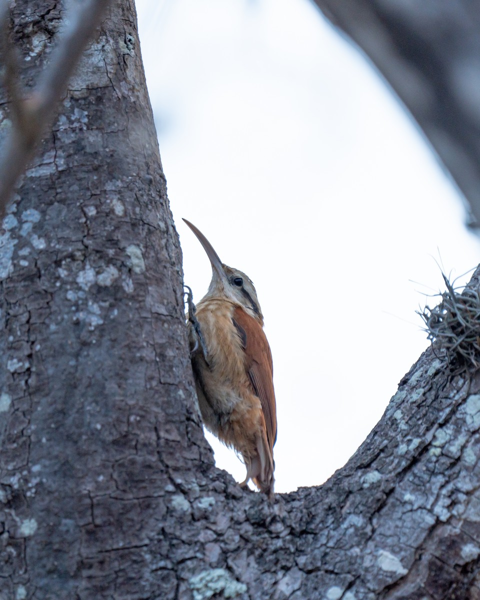 Narrow-billed Woodcreeper - ML625414497