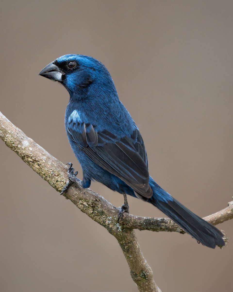 Ultramarine Grosbeak - ML625414509