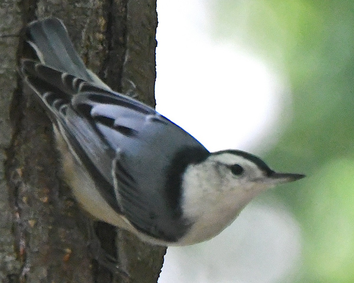 White-breasted Nuthatch (Eastern) - ML625414542