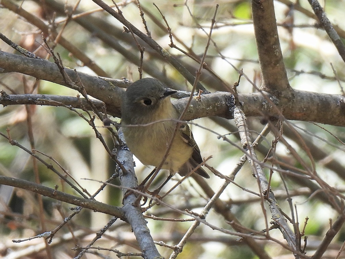 Ruby-crowned Kinglet - ML625414544