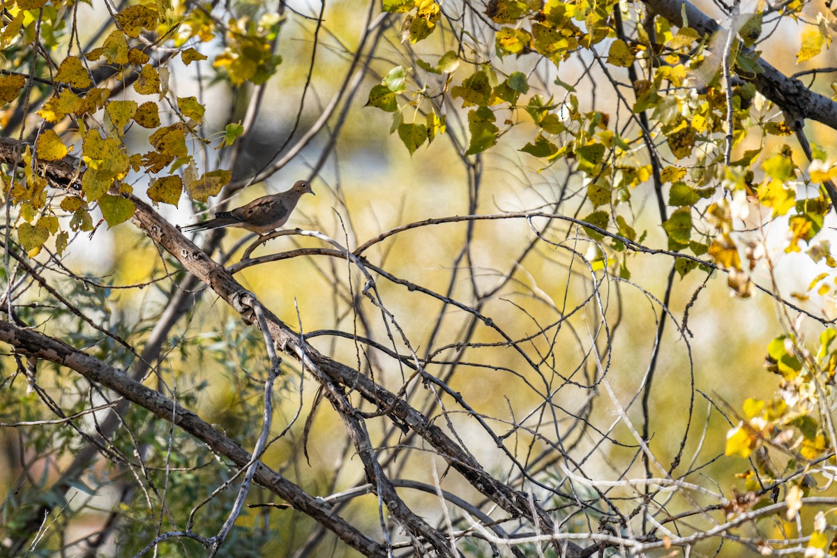 Mourning Dove - ML625414572