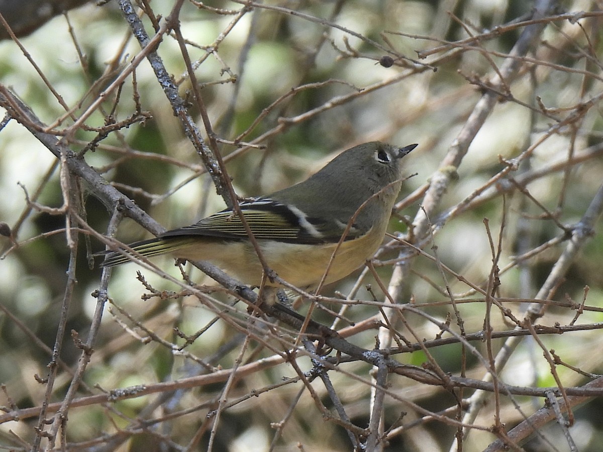 Ruby-crowned Kinglet - ML625414575