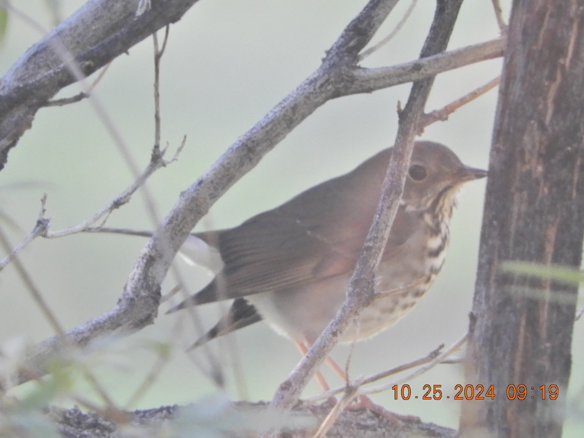 Hermit Thrush - ML625414578