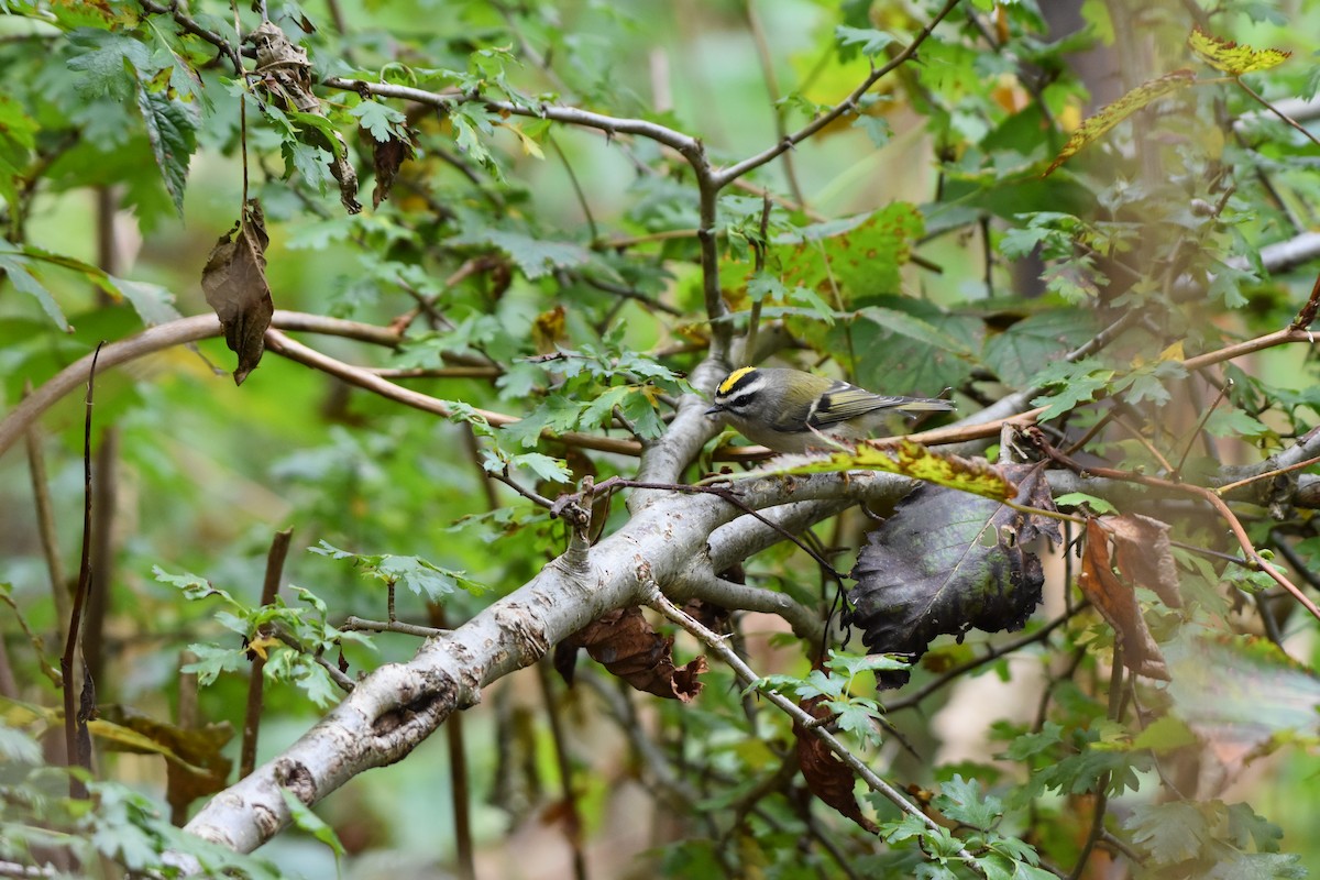 králíček zlatohlavý - ML625414586