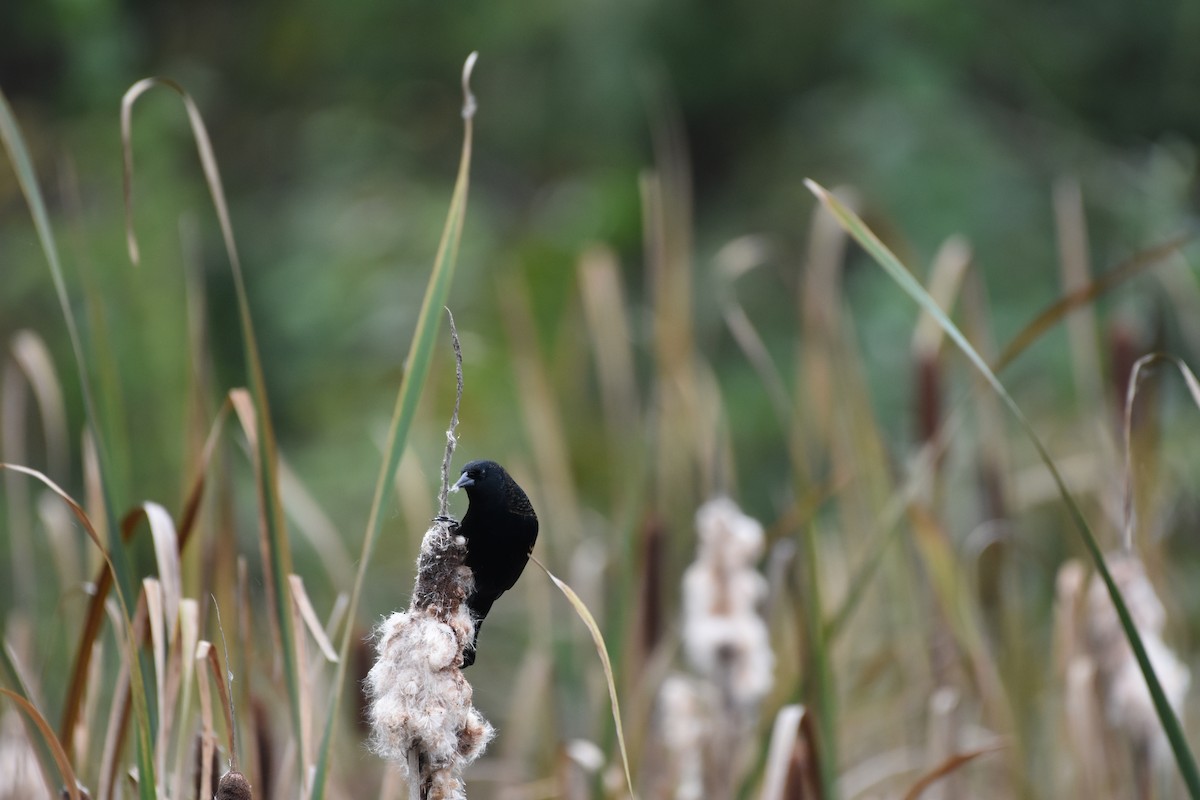 vlhovec červenokřídlý - ML625414620