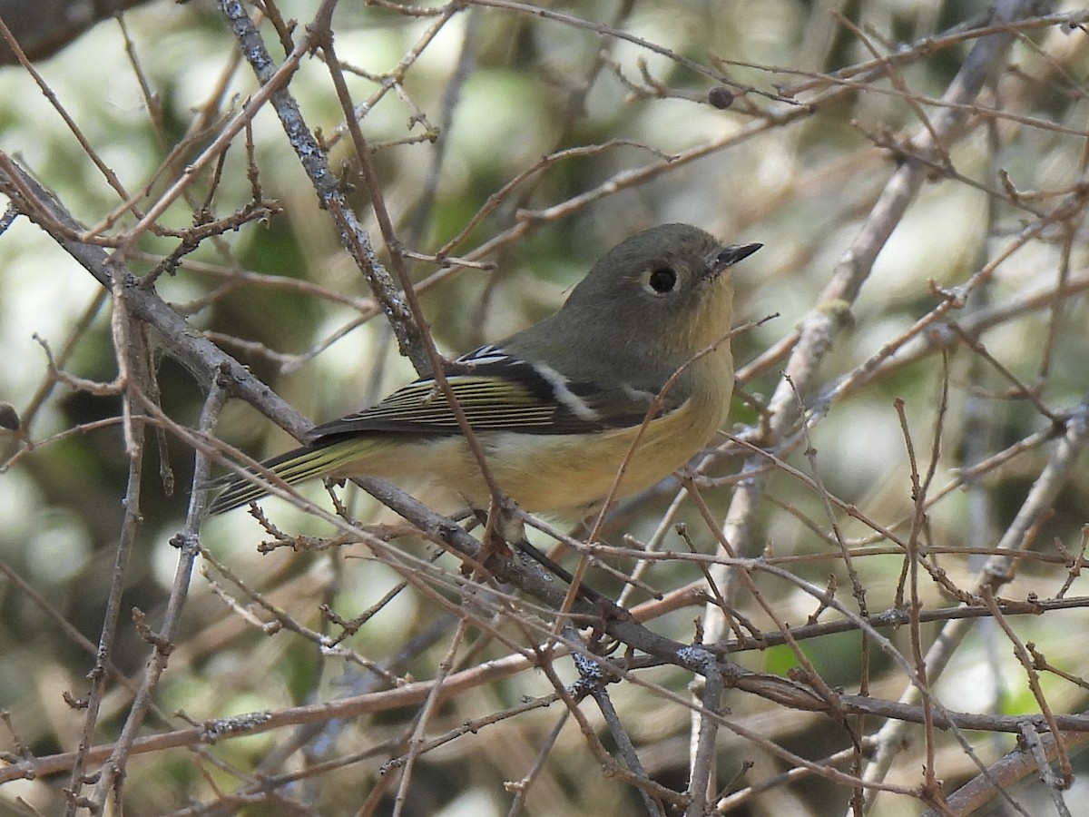 Ruby-crowned Kinglet - ML625414621