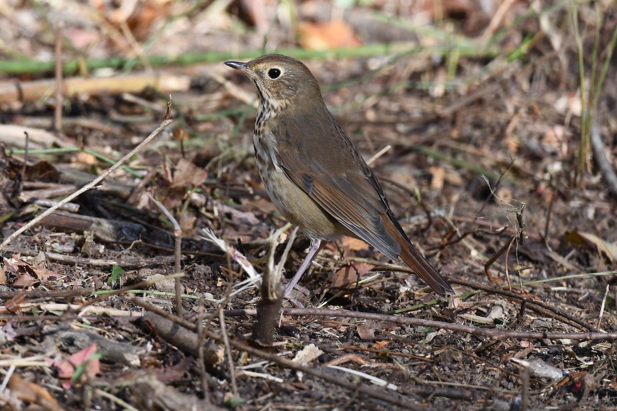 Hermit Thrush - ML625414703