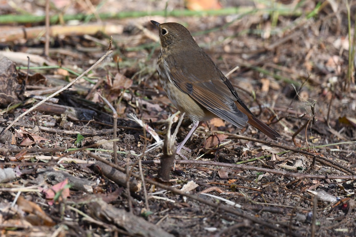 Hermit Thrush - ML625414704