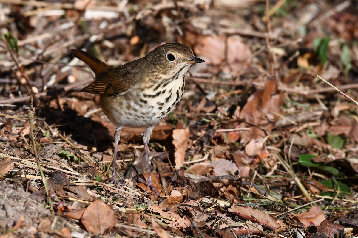 Hermit Thrush - ML625414707