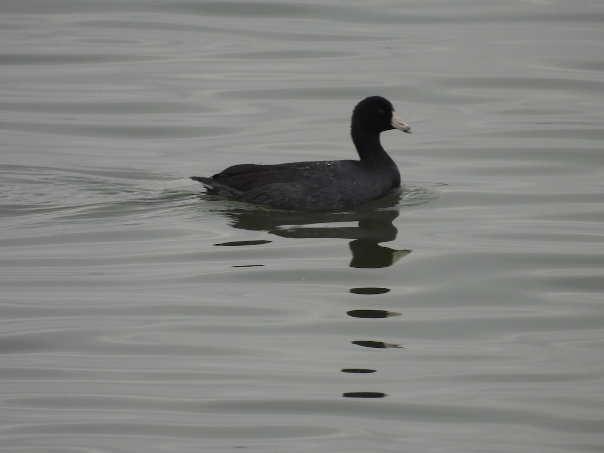 American Coot - Kathy Springer