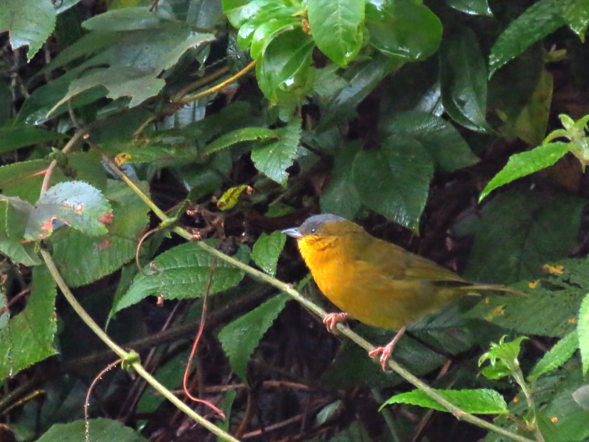 Gray-capped Hemispingus - ML625414730