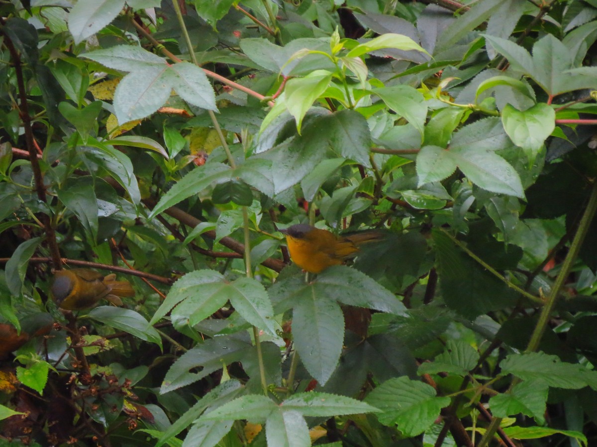 Gray-capped Hemispingus - ML625414733