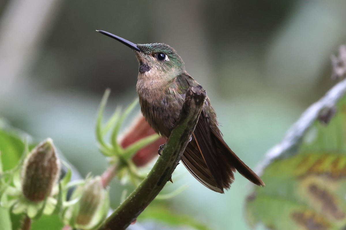 Fawn-breasted Brilliant - ML625414765