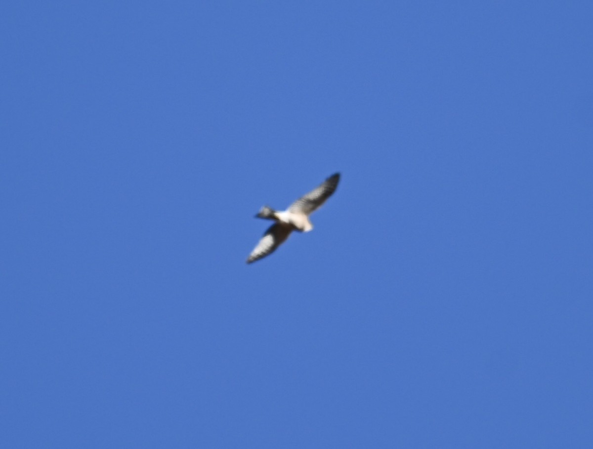 Sharp-shinned Hawk - Nancy Blaze