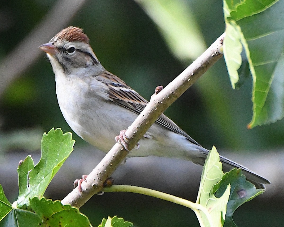 Chipping Sparrow - Ted Wolff