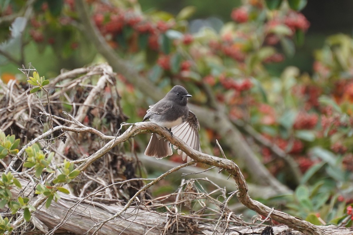 Black Phoebe - ML625414804