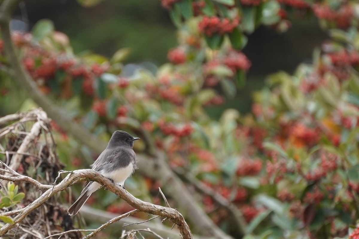 Black Phoebe - ML625414805