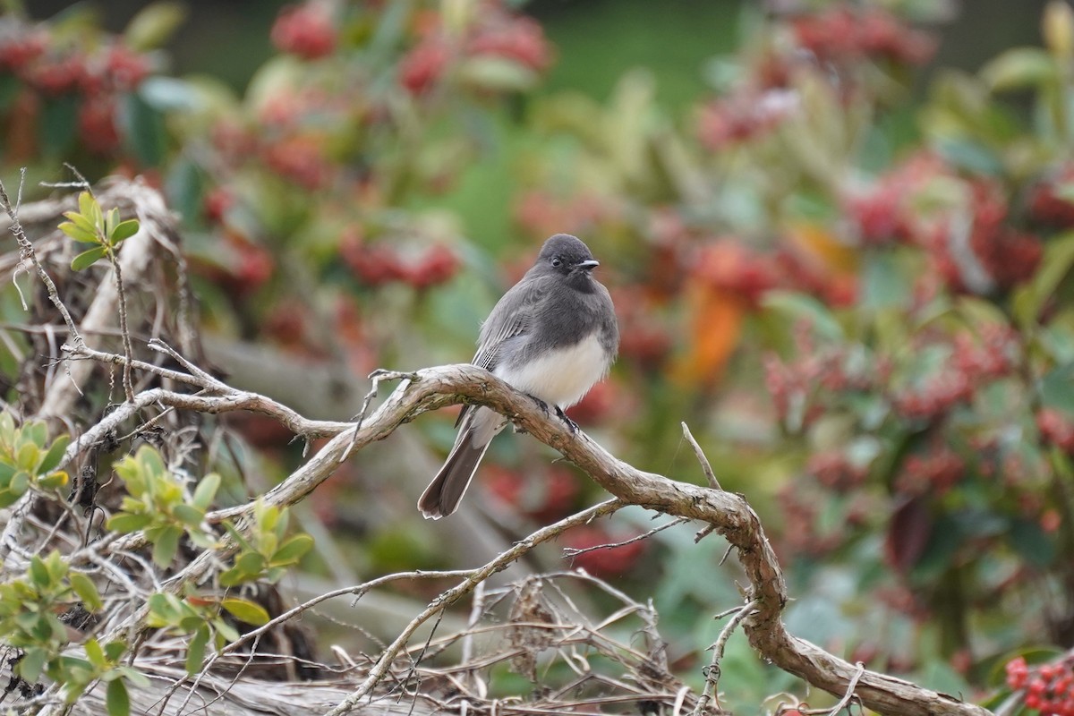 Black Phoebe - ML625414806