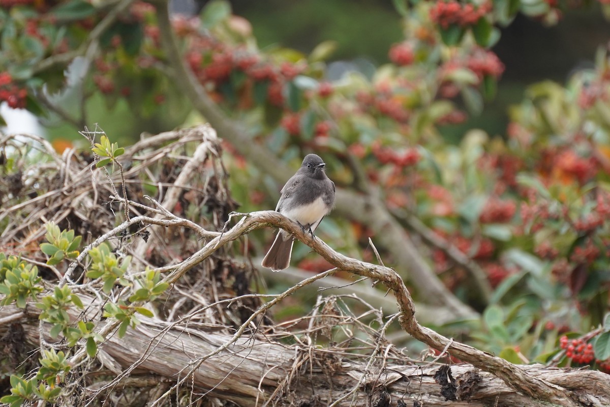 Black Phoebe - ML625414807