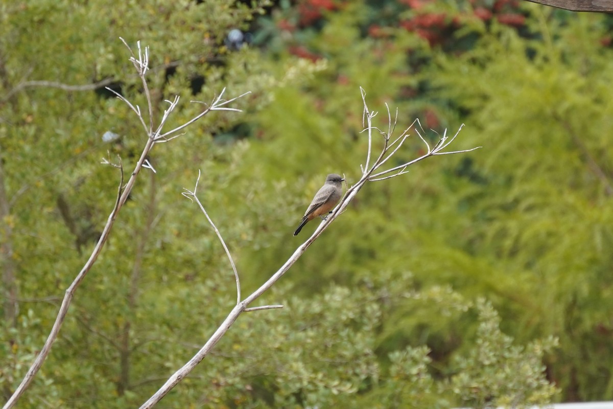 Say's Phoebe - ML625414809