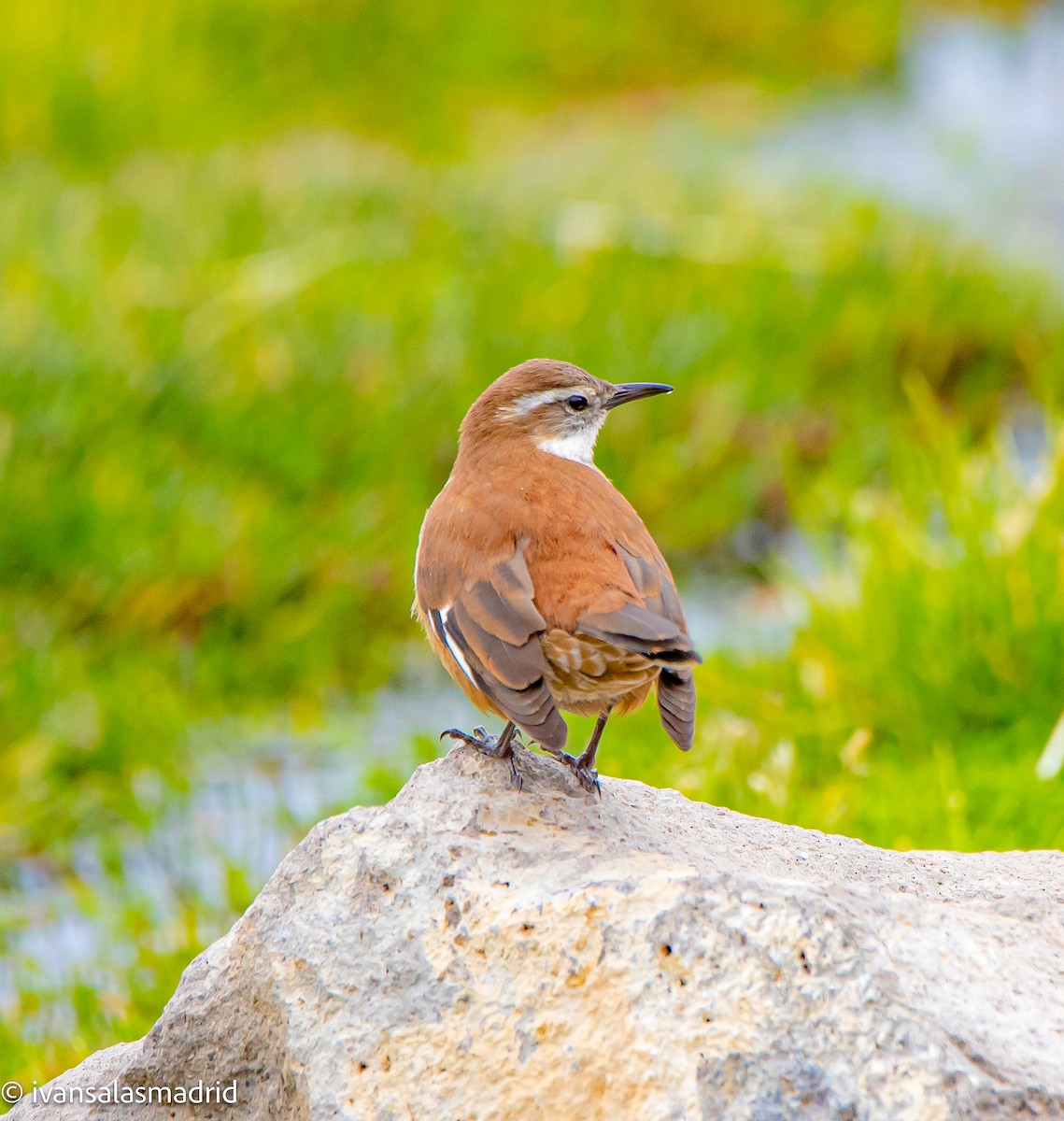 White-winged Cinclodes - ML625414810