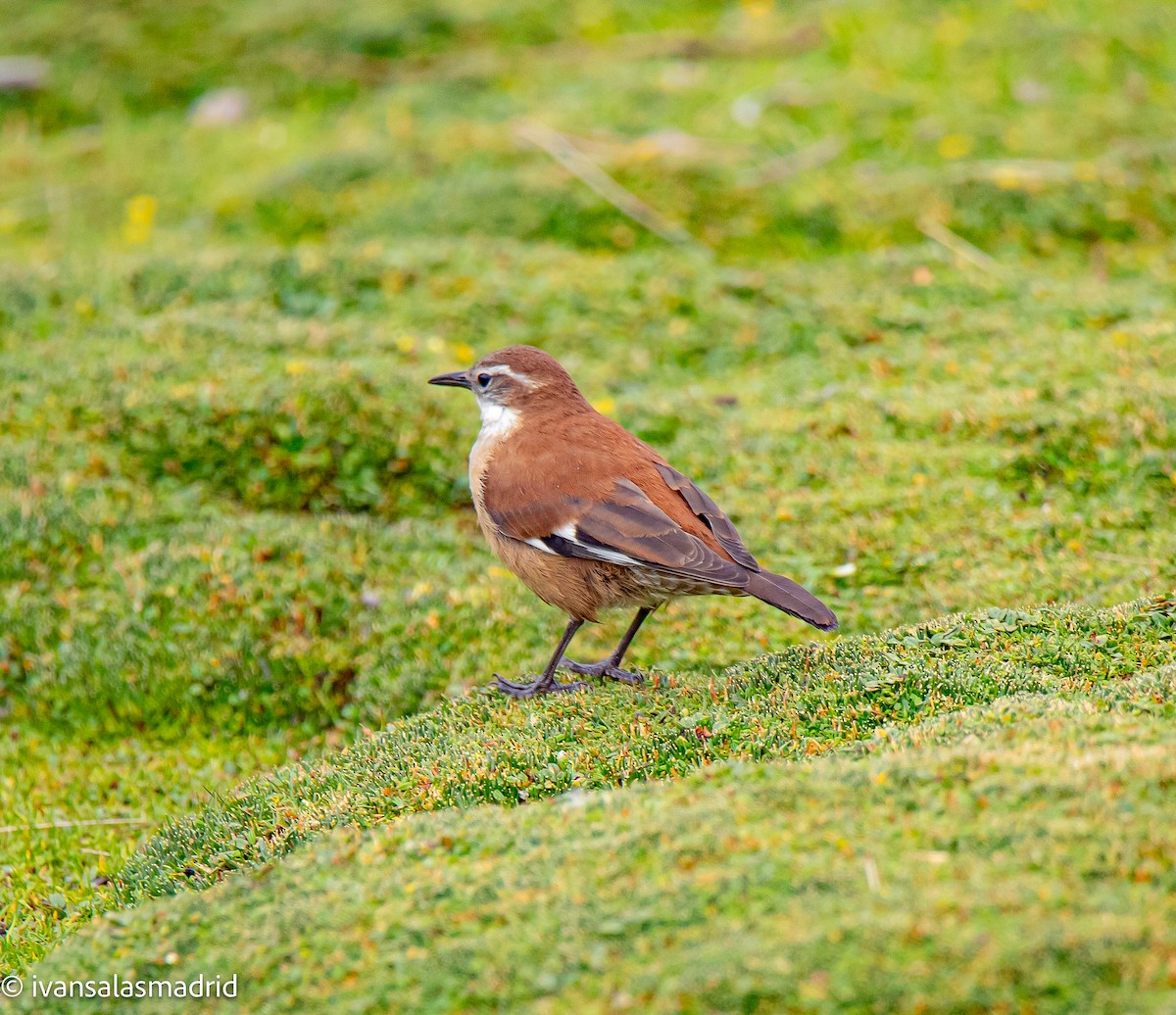 White-winged Cinclodes - ML625414811