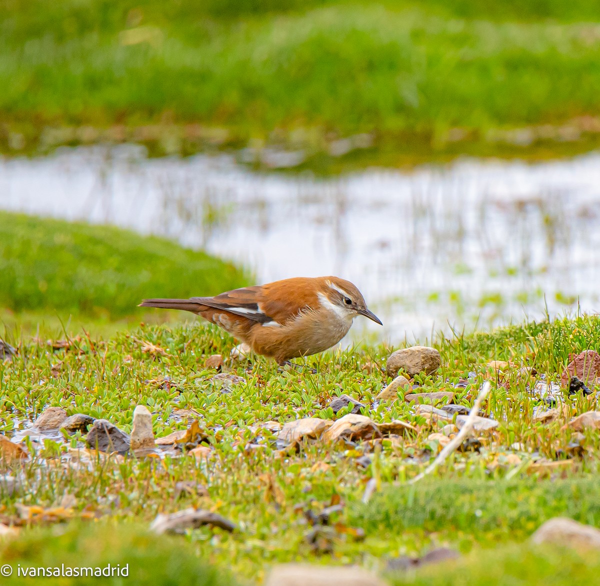 White-winged Cinclodes - ML625414814