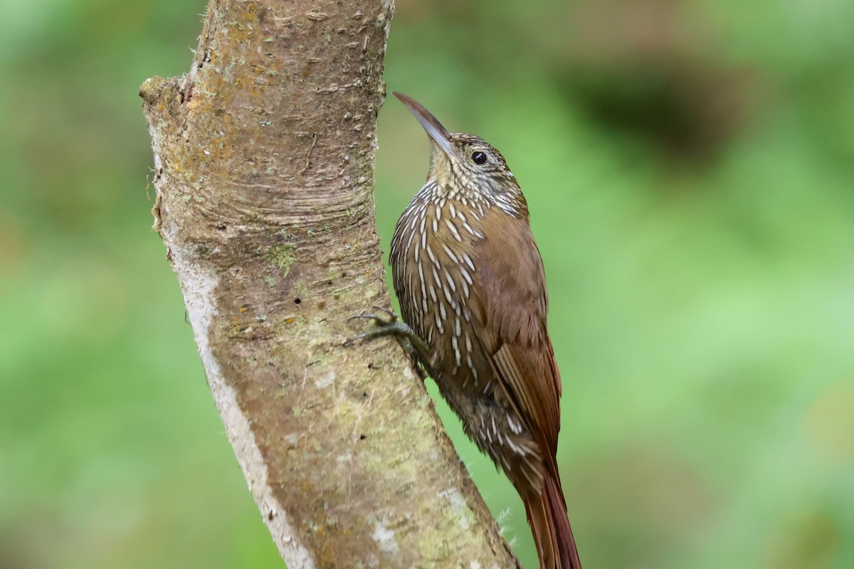 Montane Woodcreeper - ML625414818