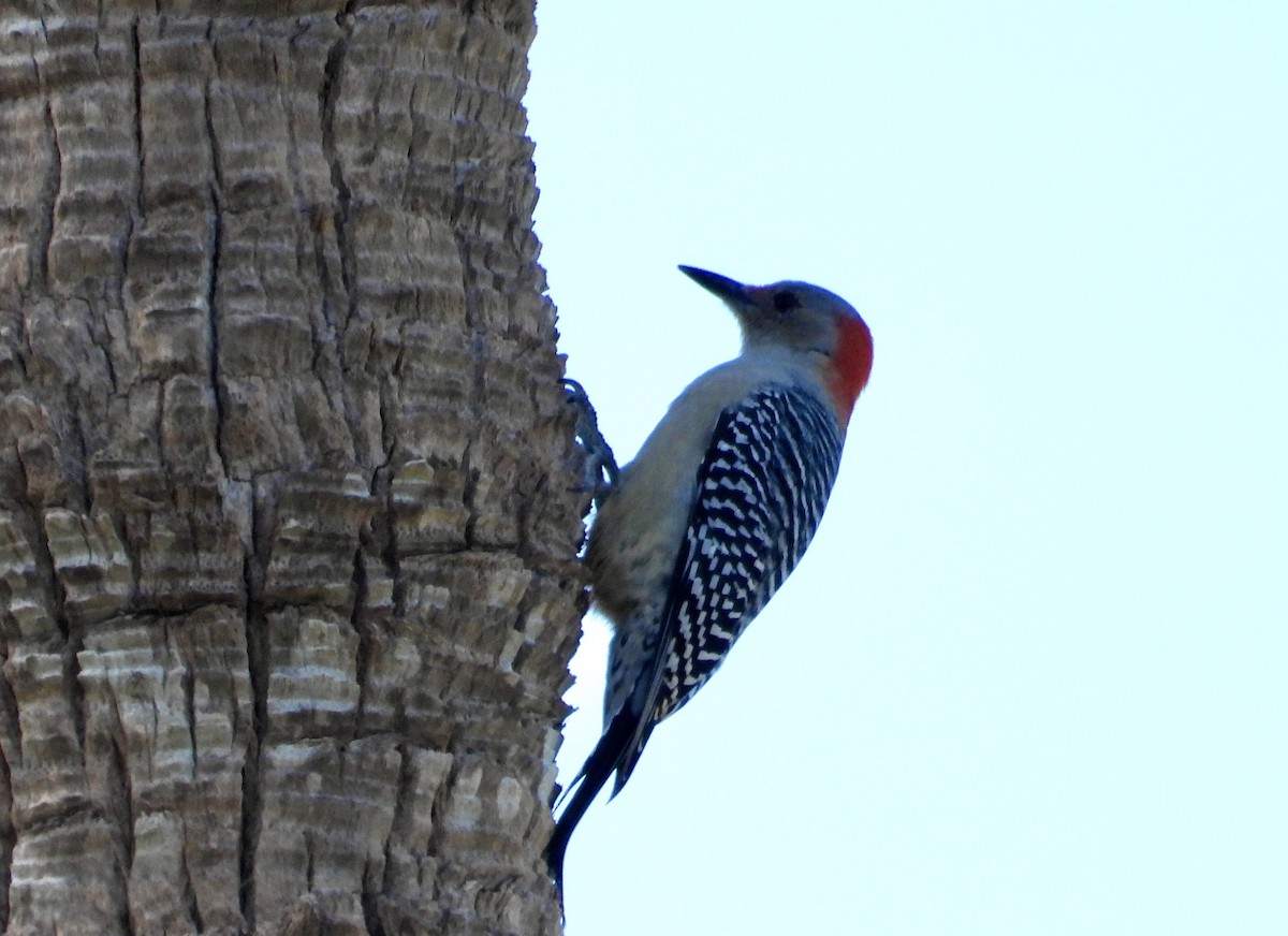 Red-bellied Woodpecker - Victor Botnaru