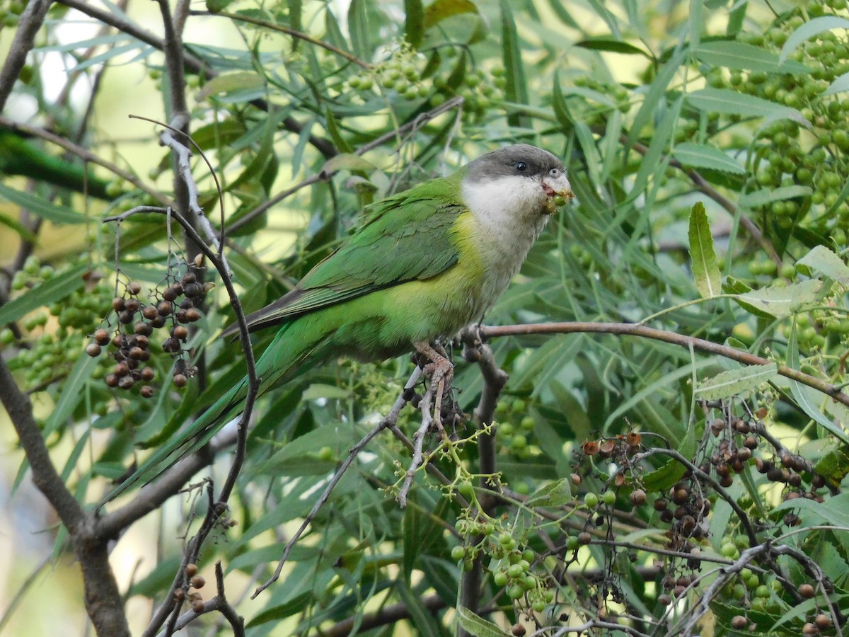 Gray-hooded Parakeet - ML625414870