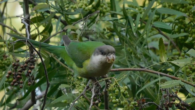 Gray-hooded Parakeet - ML625414880