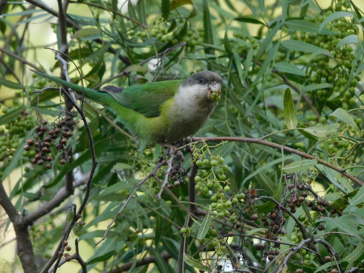 Gray-hooded Parakeet - ML625414882