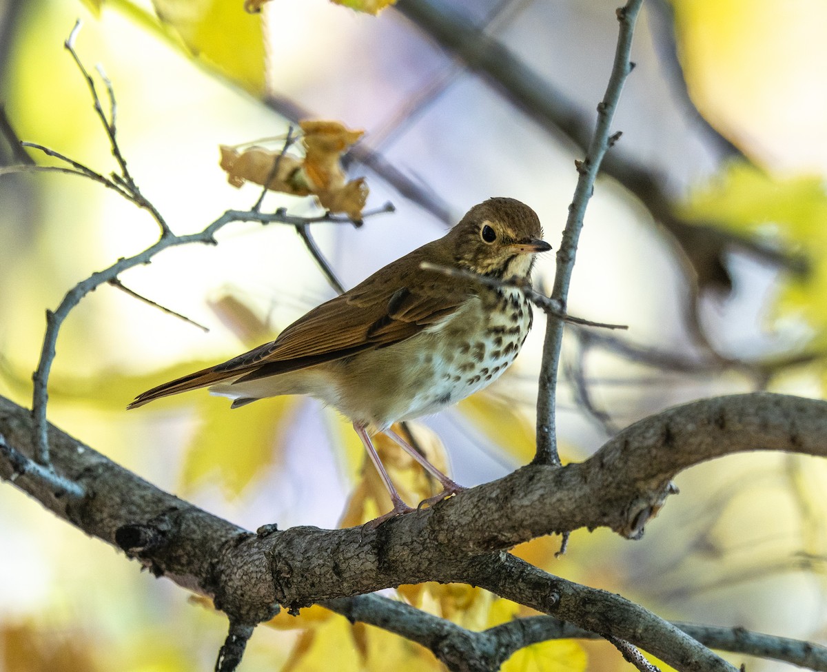 Hermit Thrush - ML625414883